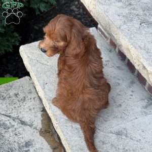 Buster, Goldendoodle Puppy