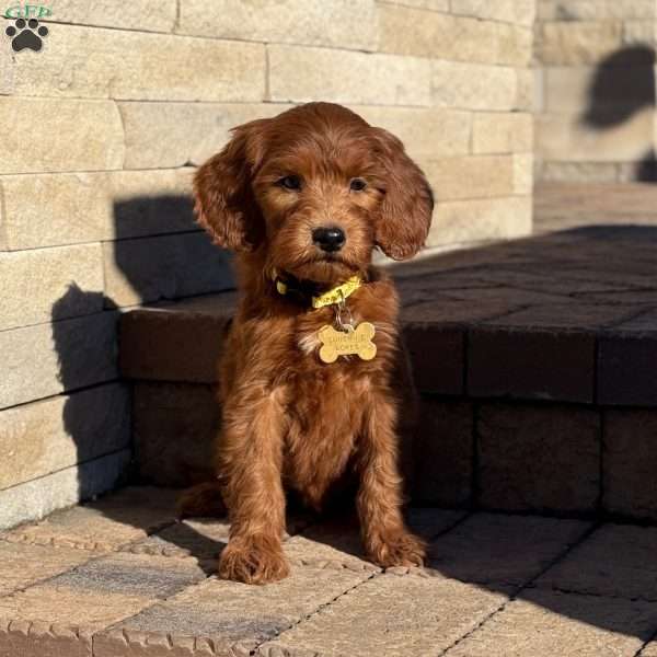 Buster, Goldendoodle Puppy