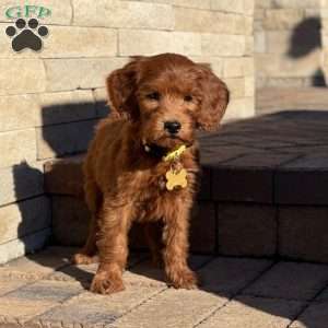 Buster, Goldendoodle Puppy