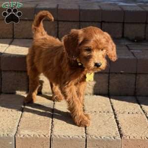 Buster, Goldendoodle Puppy