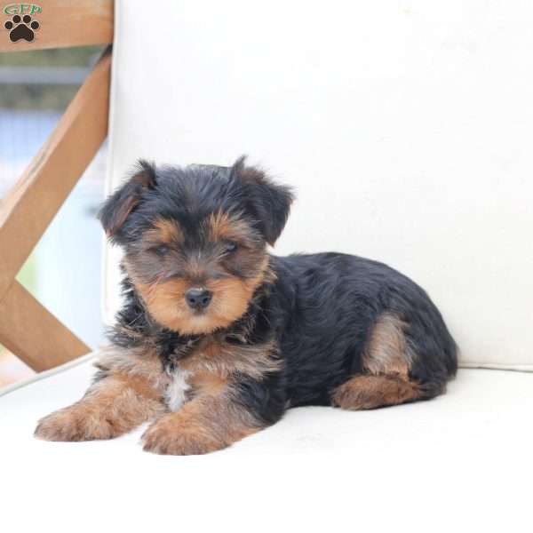 Buddy, Yorkie Puppy