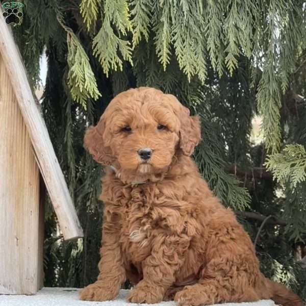 Shaggy, Mini Goldendoodle Puppy