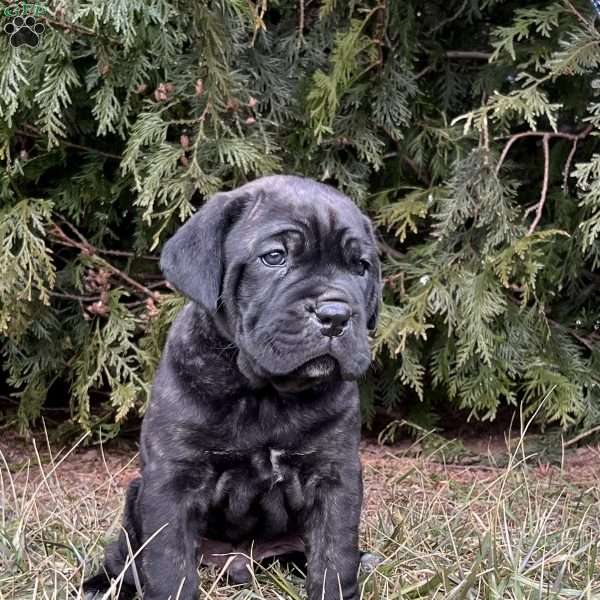 Sausage, Cane Corso Puppy