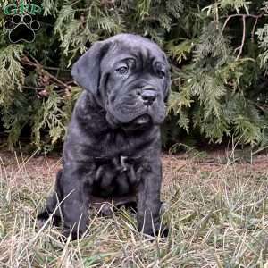 Sausage, Cane Corso Puppy