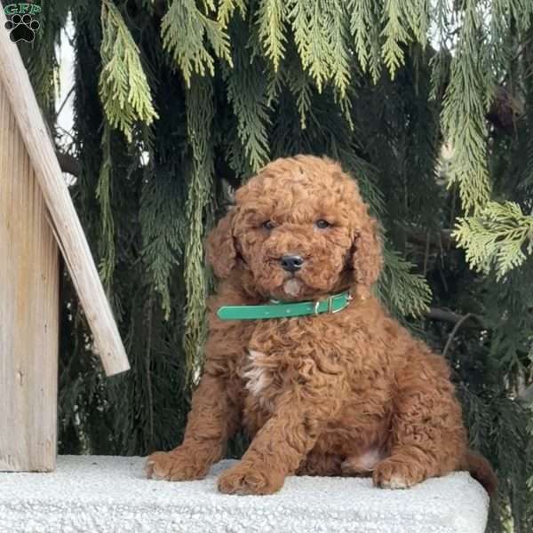 Storm, Mini Goldendoodle Puppy