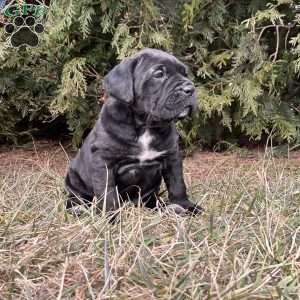 Ginger, Cane Corso Puppy