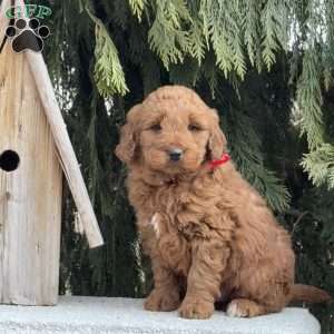 Scooter, Mini Goldendoodle Puppy