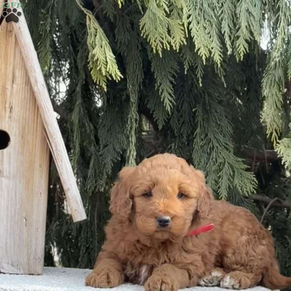 Scooter, Mini Goldendoodle Puppy