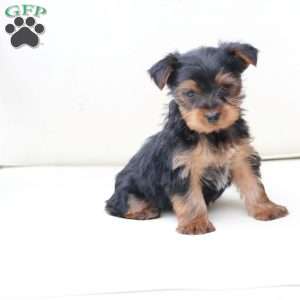 Cash, Yorkie Puppy