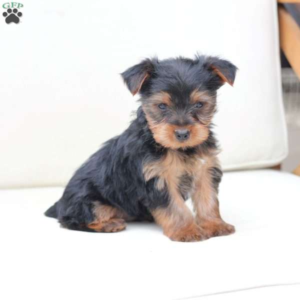 Cash, Yorkie Puppy