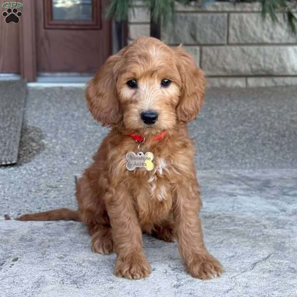 Rex, Goldendoodle Puppy