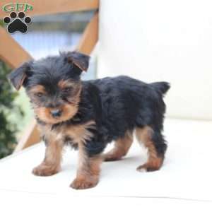 Cash, Yorkie Puppy