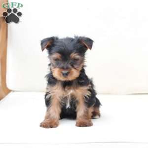 Cash, Yorkie Puppy