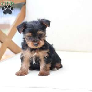 Cash, Yorkie Puppy