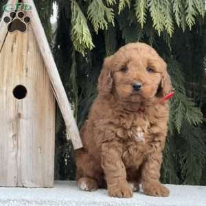 Scooter, Mini Goldendoodle Puppy