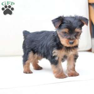 Cash, Yorkie Puppy