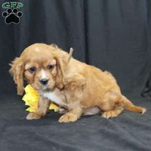 Zach, Cavalier King Charles Spaniel Puppy