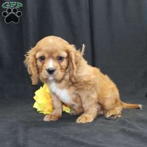 Zach, Cavalier King Charles Spaniel Puppy