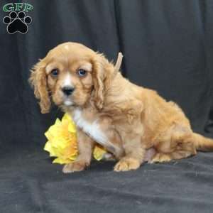 Zach, Cavalier King Charles Spaniel Puppy