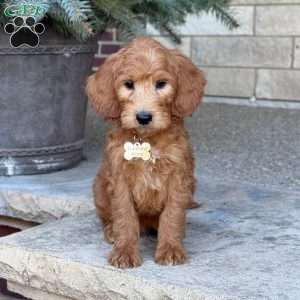 Rex, Goldendoodle Puppy