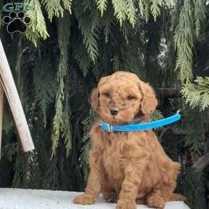 Spunky, Mini Goldendoodle Puppy