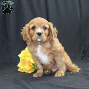 Zach, Cavalier King Charles Spaniel Puppy