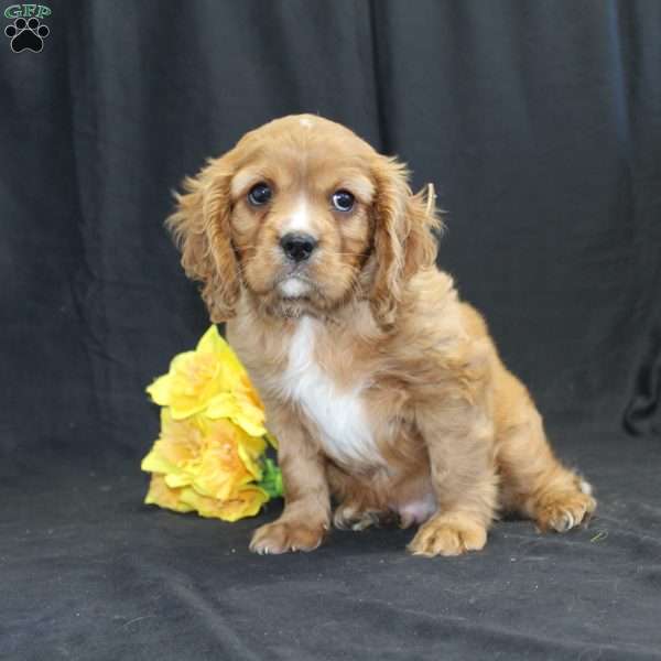 Zach, Cavalier King Charles Spaniel Puppy