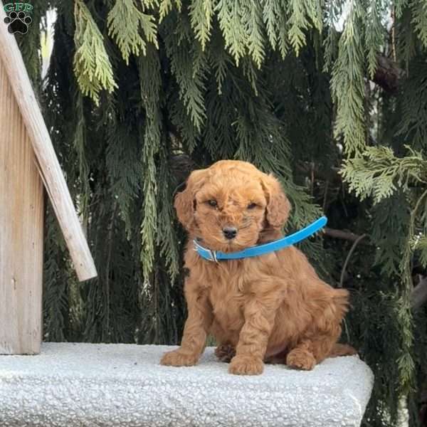 Spunky, Mini Goldendoodle Puppy