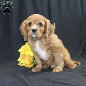 Zach, Cavalier King Charles Spaniel Puppy