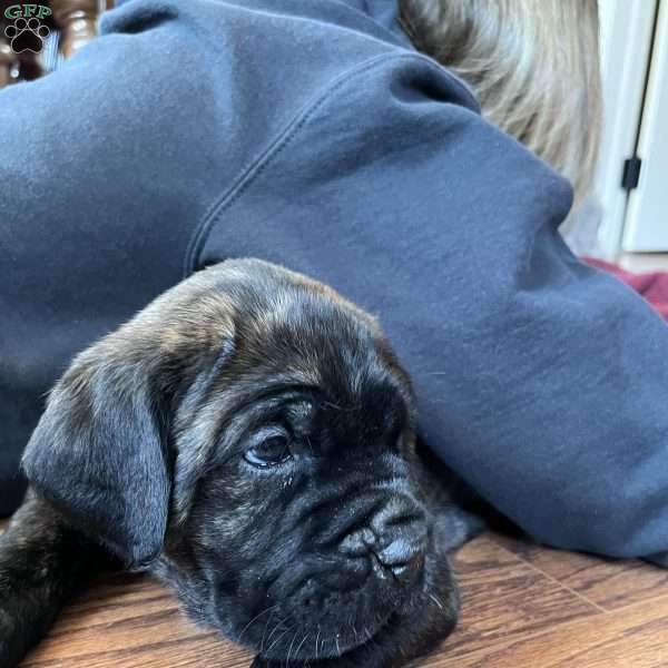 Pepperoni, Cane Corso Puppy