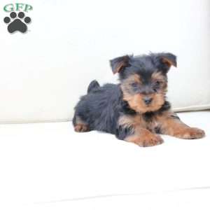 Cash, Yorkie Puppy