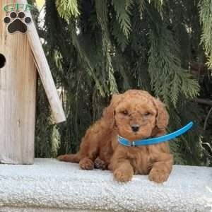 Spunky, Mini Goldendoodle Puppy