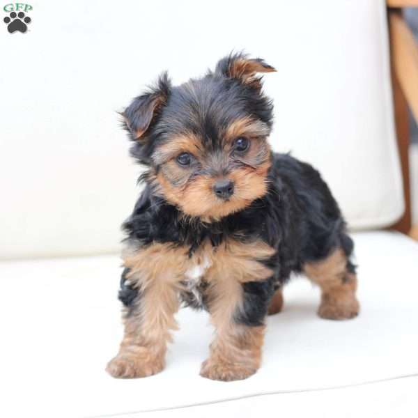 Chole, Yorkie Puppy