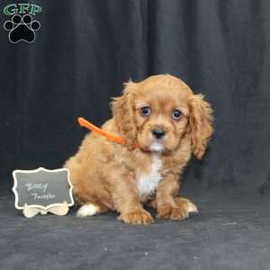 Zoey, Cavalier King Charles Spaniel Puppy