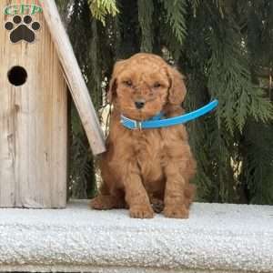 Spunky, Mini Goldendoodle Puppy