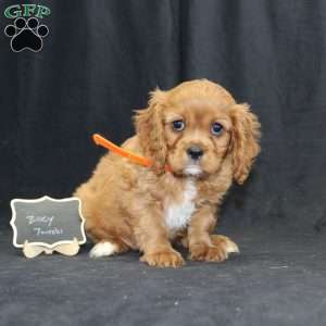 Zoey, Cavalier King Charles Spaniel Puppy