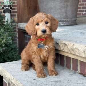 Rex, Goldendoodle Puppy