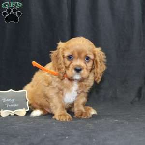 Zoey, Cavalier King Charles Spaniel Puppy