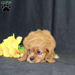 Zoey, Cavalier King Charles Spaniel Puppy