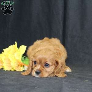 Zoey, Cavalier King Charles Spaniel Puppy