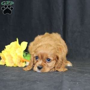 Zoey, Cavalier King Charles Spaniel Puppy