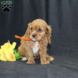 Zoey, Cavalier King Charles Spaniel Puppy