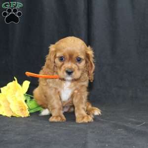 Zoey, Cavalier King Charles Spaniel Puppy