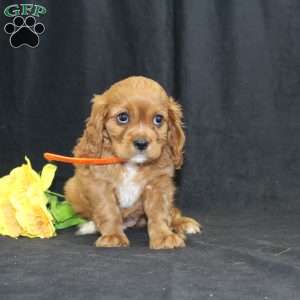 Zoey, Cavalier King Charles Spaniel Puppy