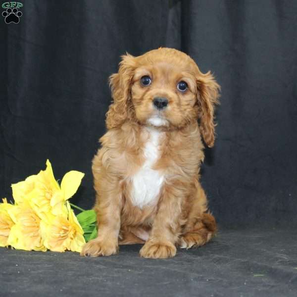 Zoey, Cavalier King Charles Spaniel Puppy