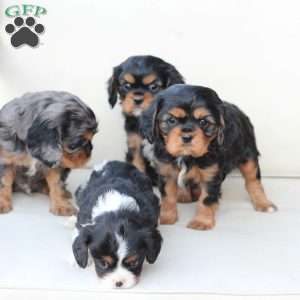 Flynn, Cavalier King Charles Spaniel Puppy