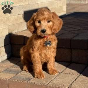 Rex, Goldendoodle Puppy