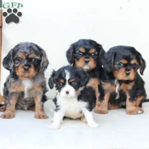 Storm, Cavalier King Charles Spaniel Puppy