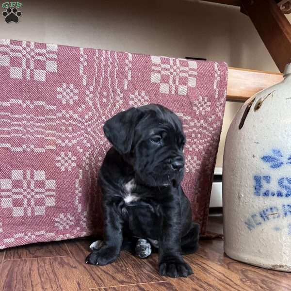 Ginger, Cane Corso Puppy