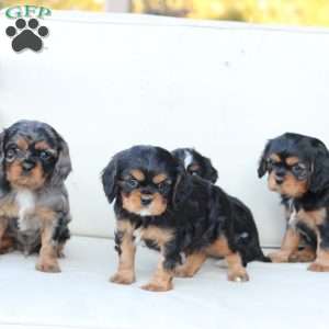 Storm, Cavalier King Charles Spaniel Puppy